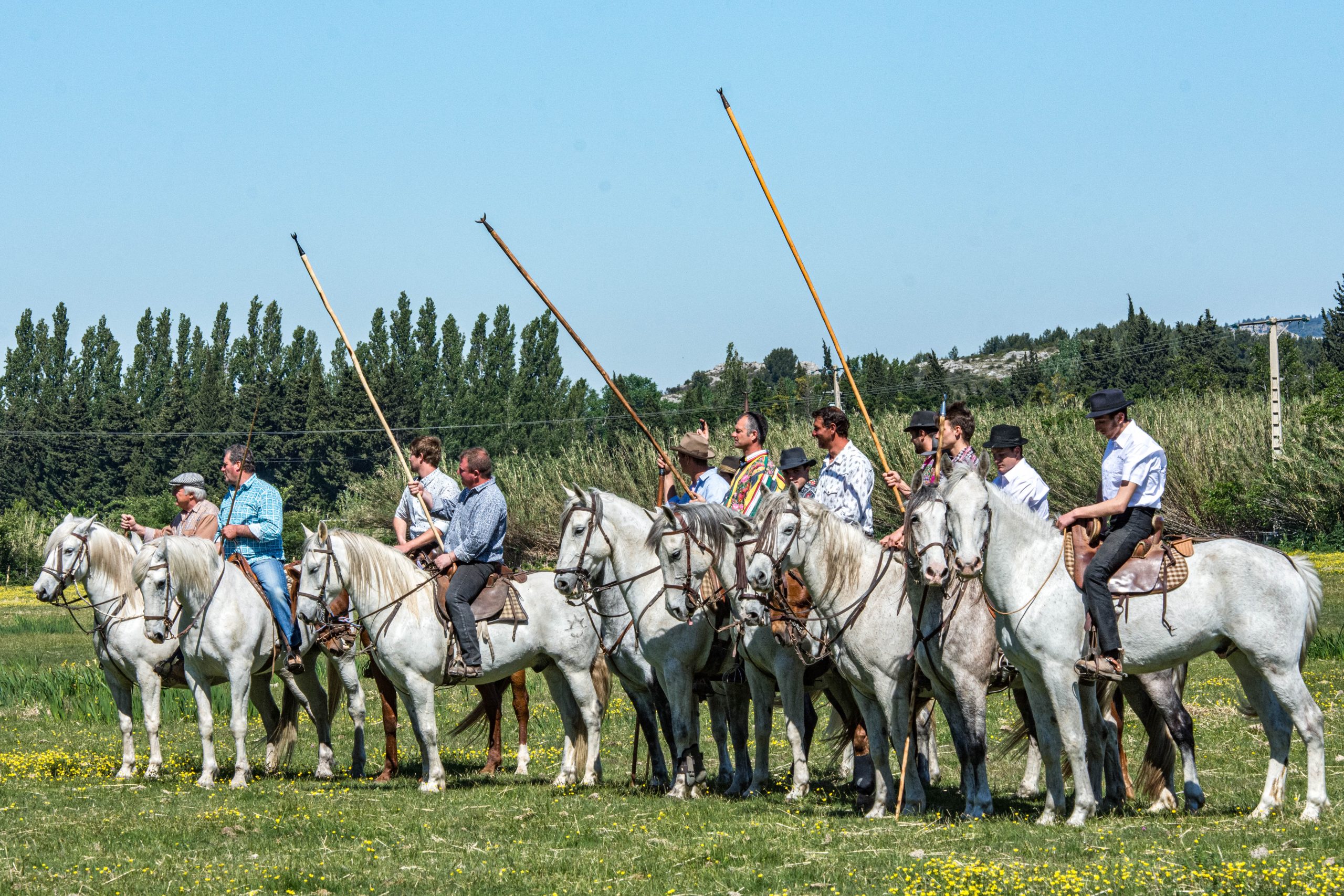Vivez la ferrade : au cœur des traditions camarguaises